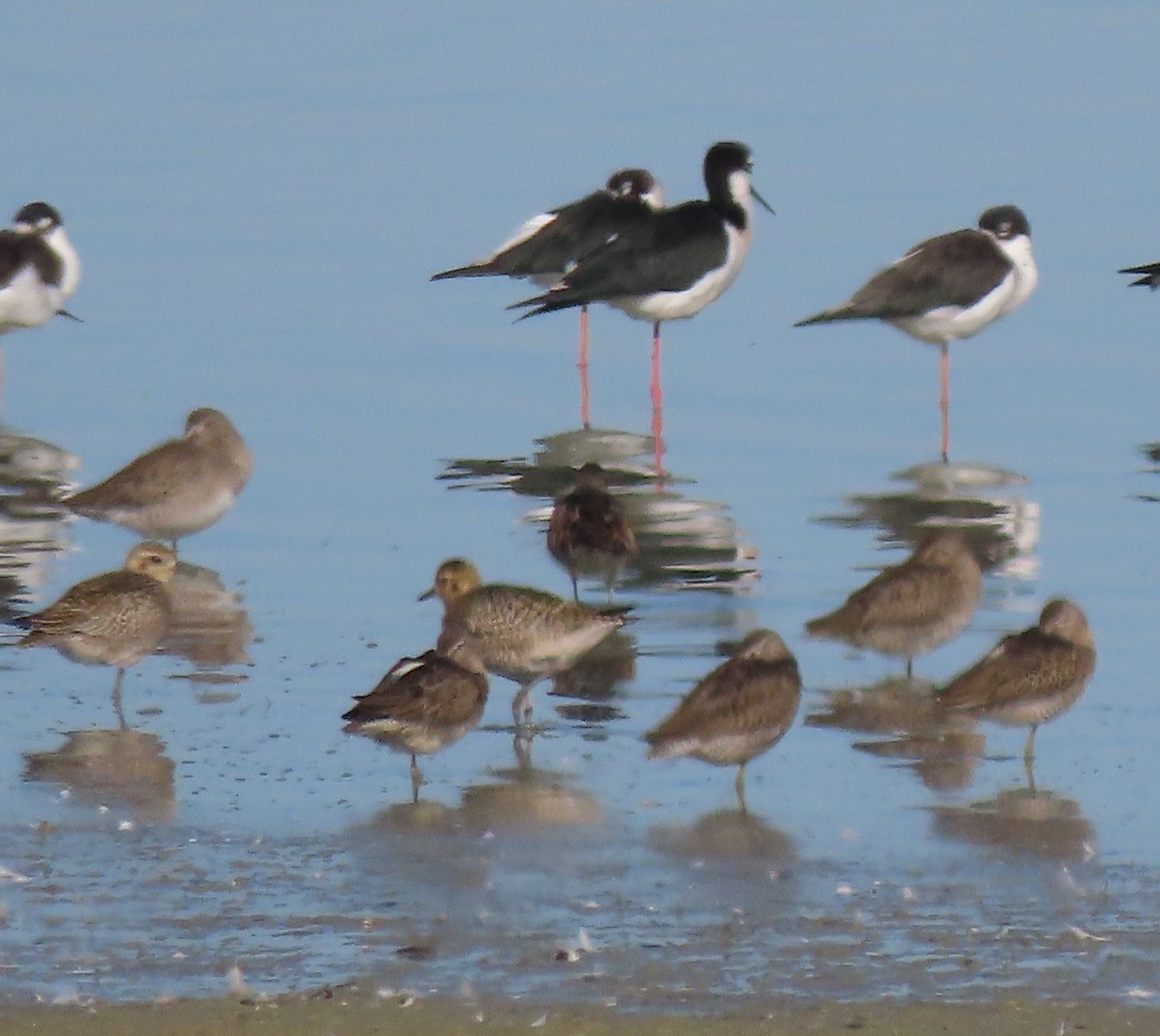 Pacific Golden-Plover - ML642999199