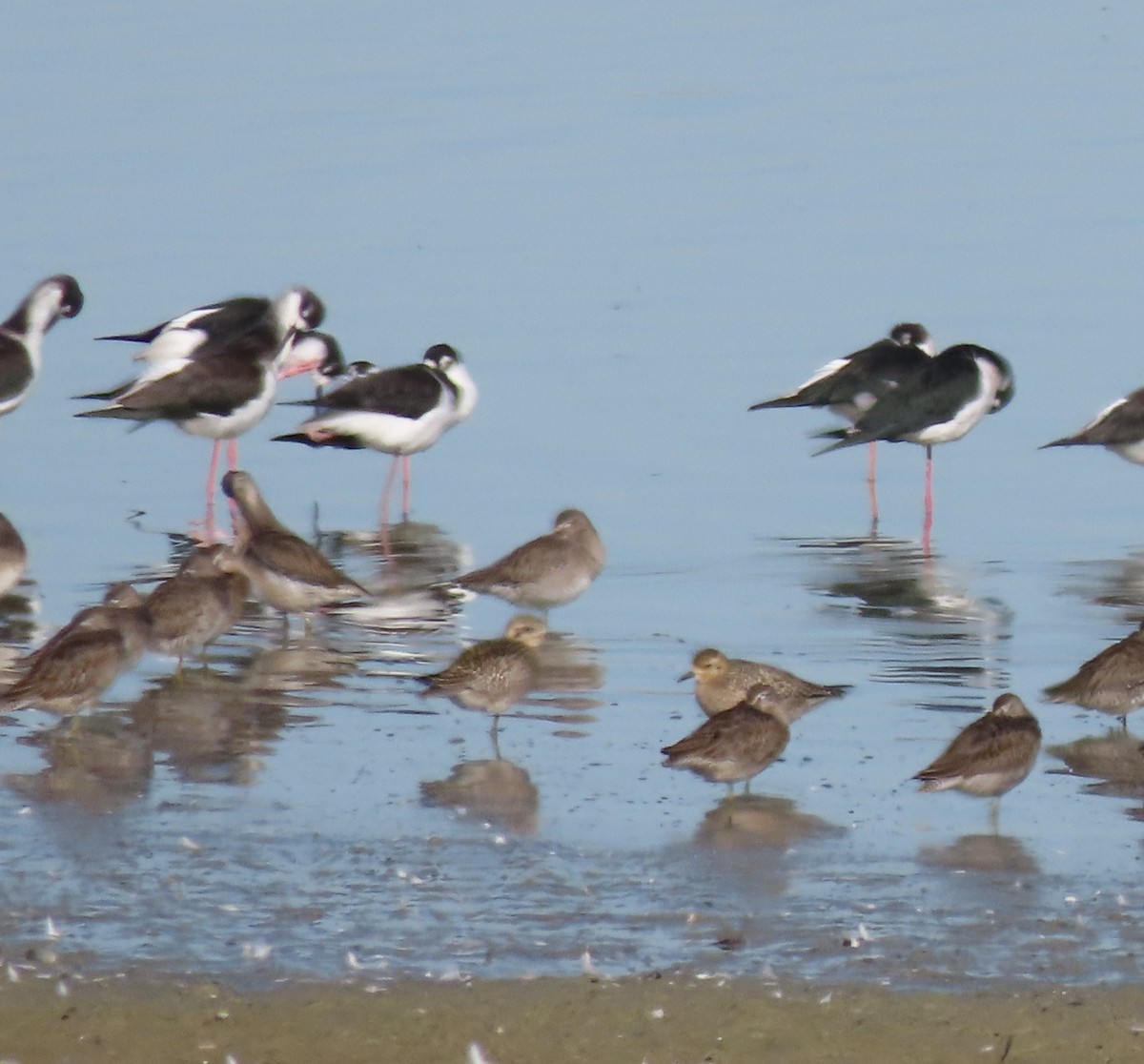 Pacific Golden-Plover - ML642999206