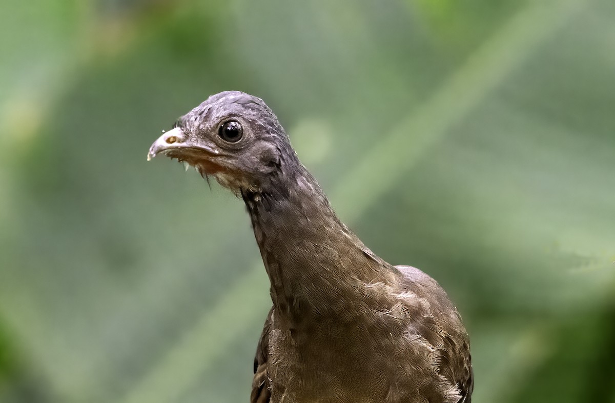 Gray-headed Chachalaca - ML642999210