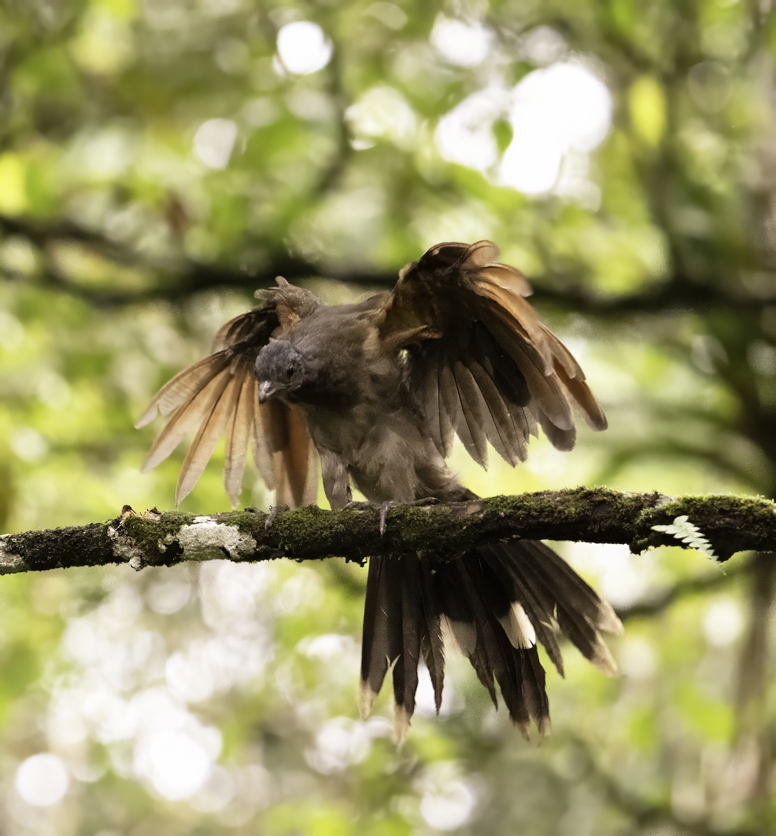 Gray-headed Chachalaca - ML642999211