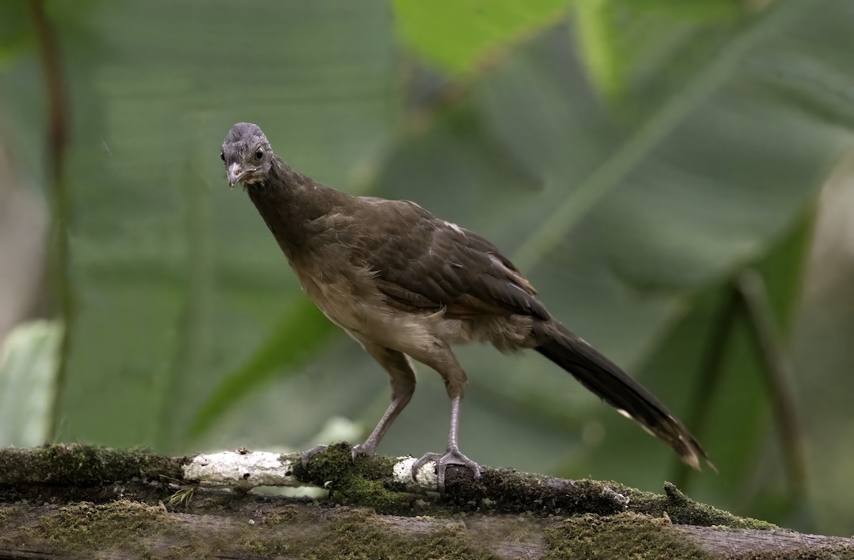 Gray-headed Chachalaca - ML642999212
