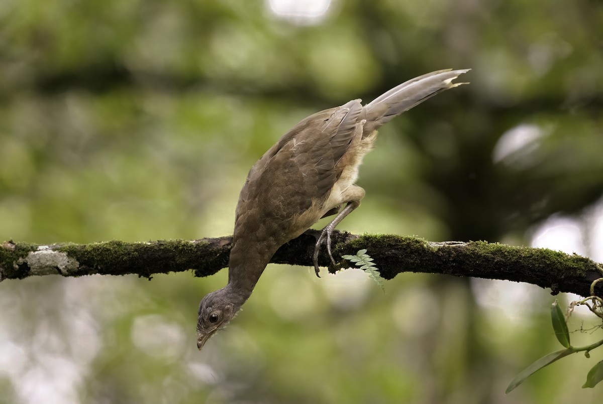 Gray-headed Chachalaca - ML642999215