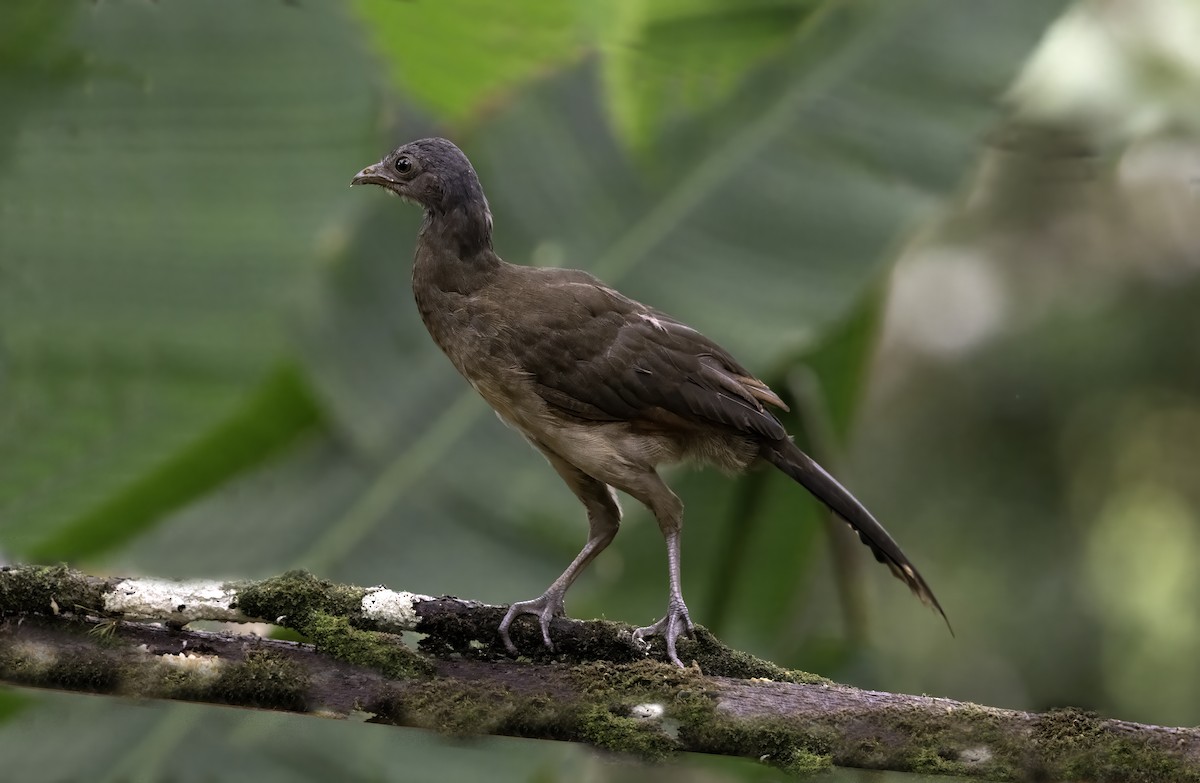 Gray-headed Chachalaca - ML642999219