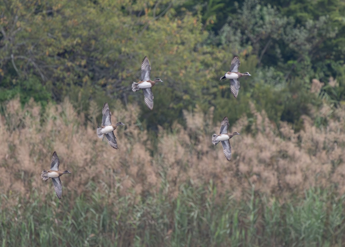 American Wigeon - ML642999224