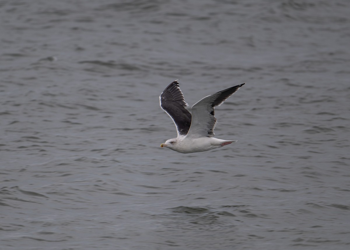 Great Black-backed Gull - ML642999248