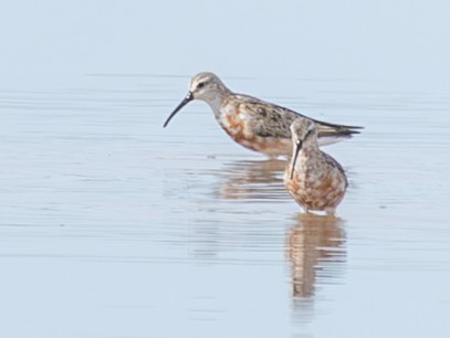 Sichelstrandläufer - ML642999249