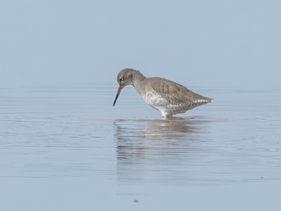 Sichelstrandläufer - ML642999250