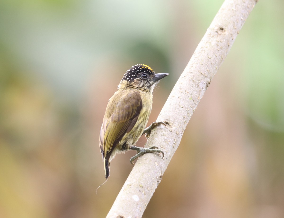 Olivaceous Piculet - ML642999298