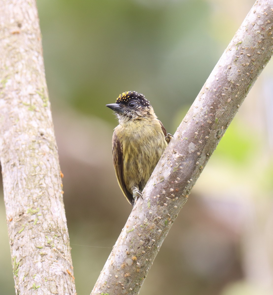 Olivaceous Piculet - ML642999299