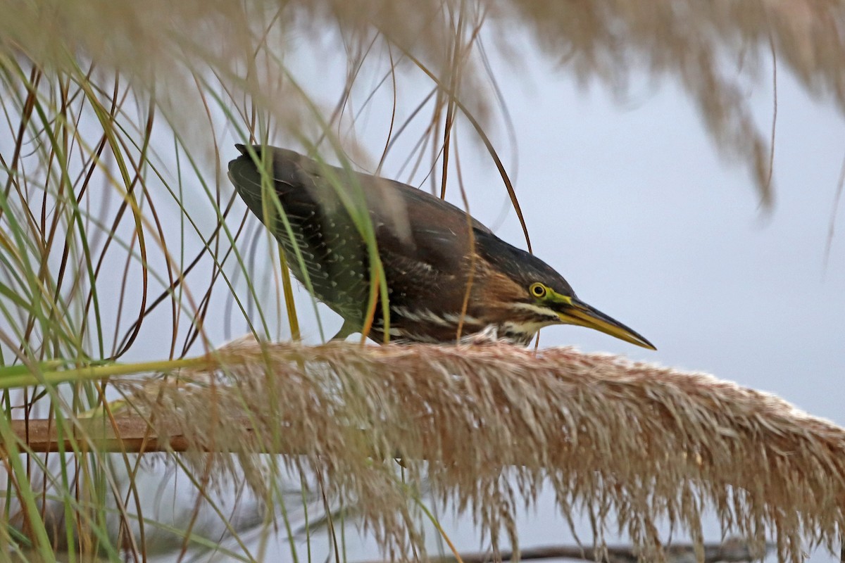 Green Heron - ML642999300