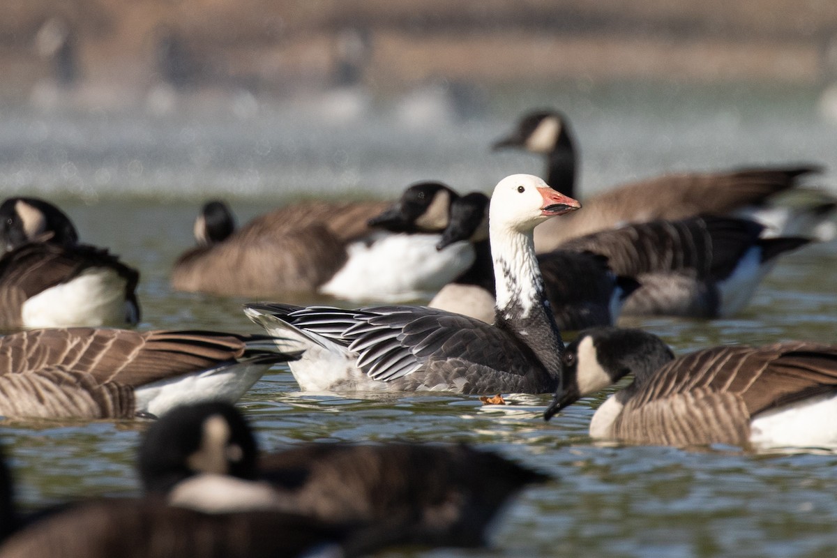 Snow Goose - ML642999301