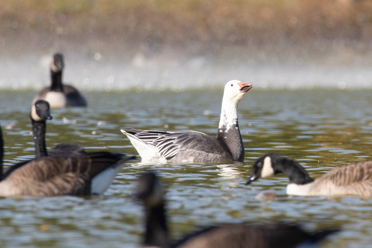Snow Goose - ML642999302