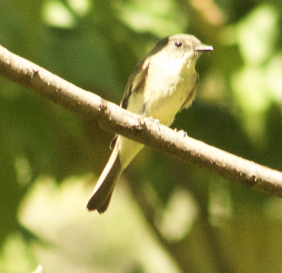 Eastern Phoebe - ML642999332