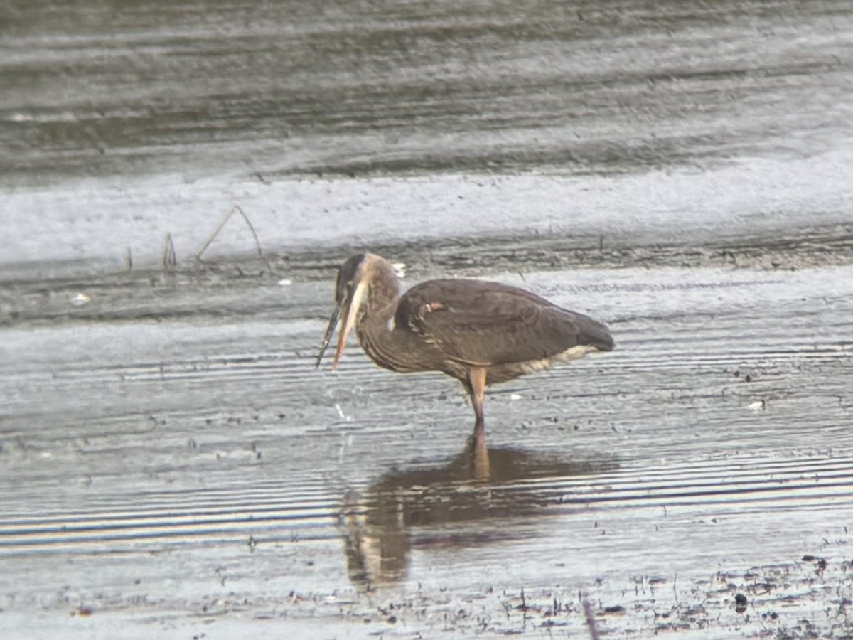 Great Blue Heron - ML642999341