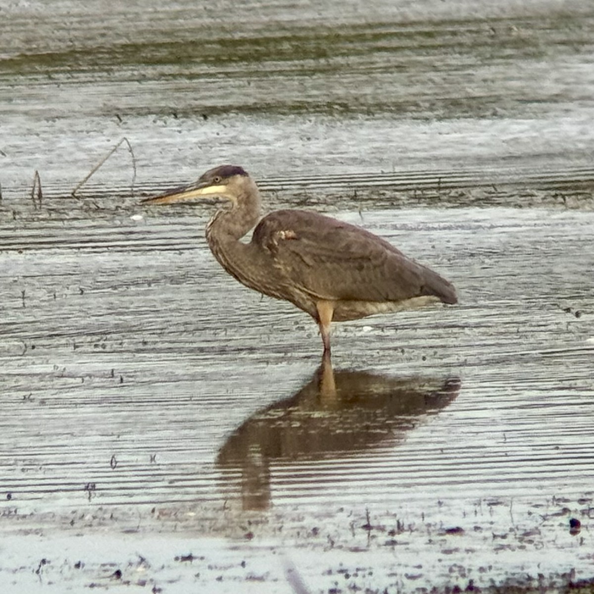 Great Blue Heron - ML642999342
