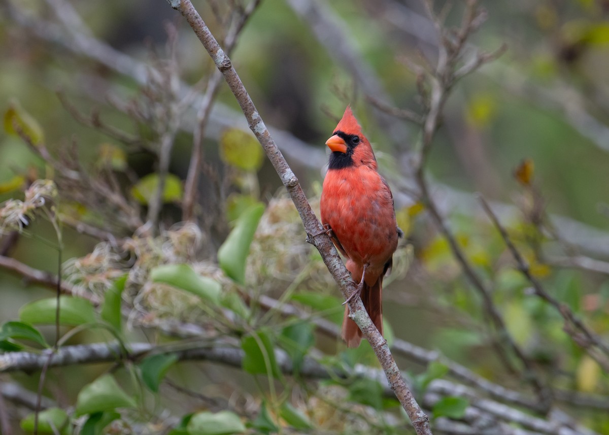 Northern Cardinal - ML642999355
