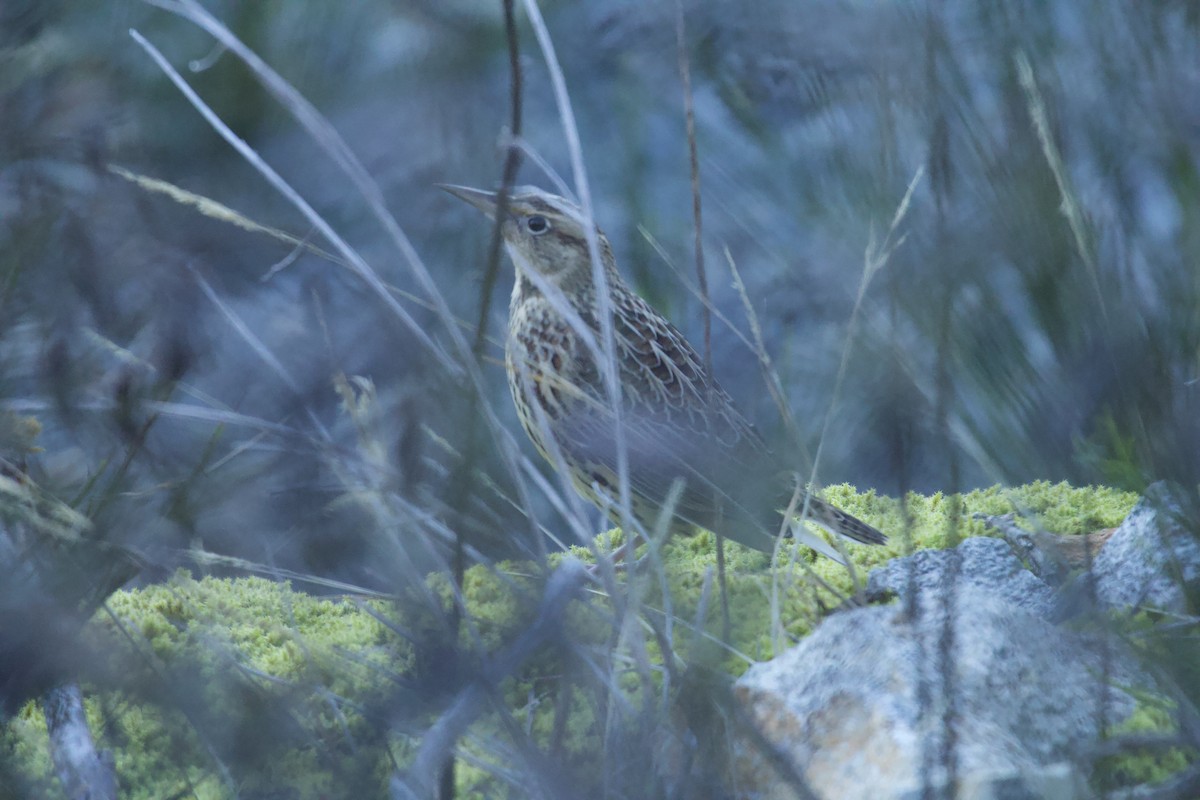 Western Meadowlark - ML642999366