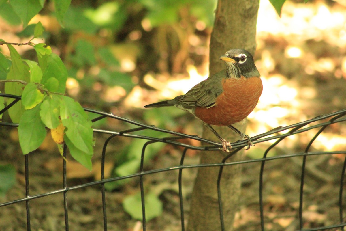 American Robin - ML642999374