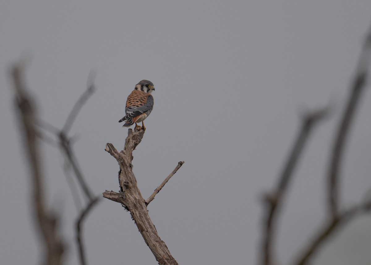 American Kestrel - ML642999381