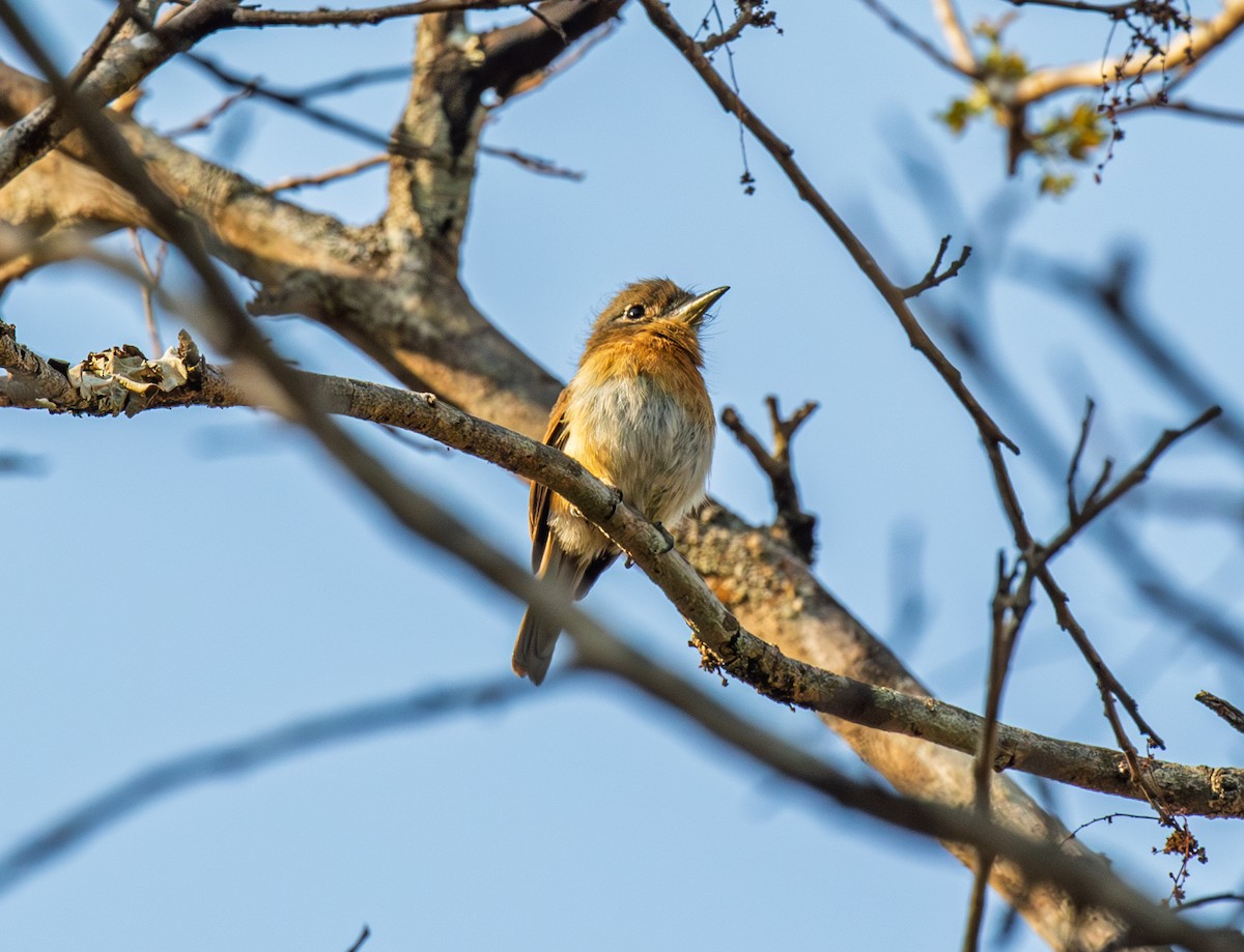 Rusty-breasted Nunlet - ML642999409