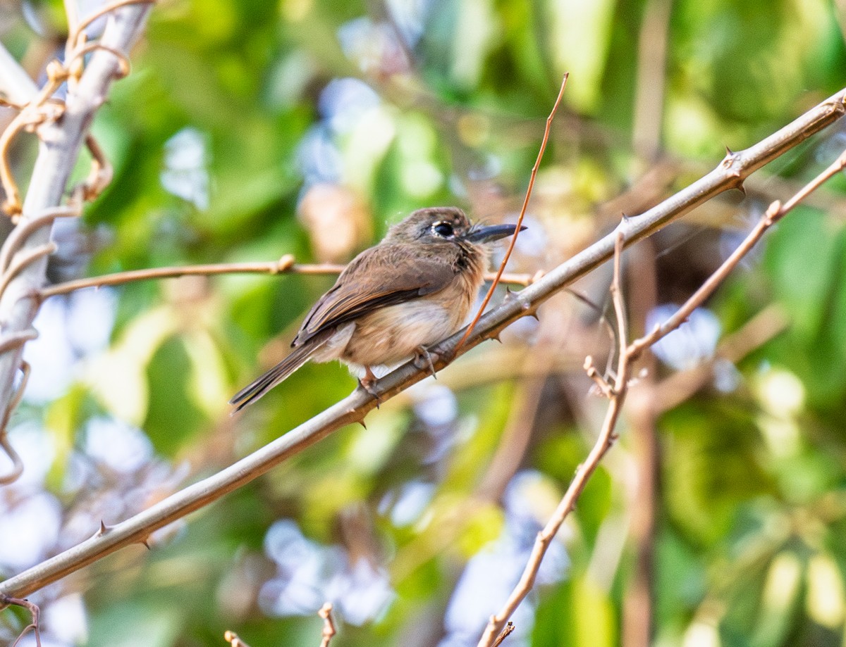 Rusty-breasted Nunlet - ML642999410