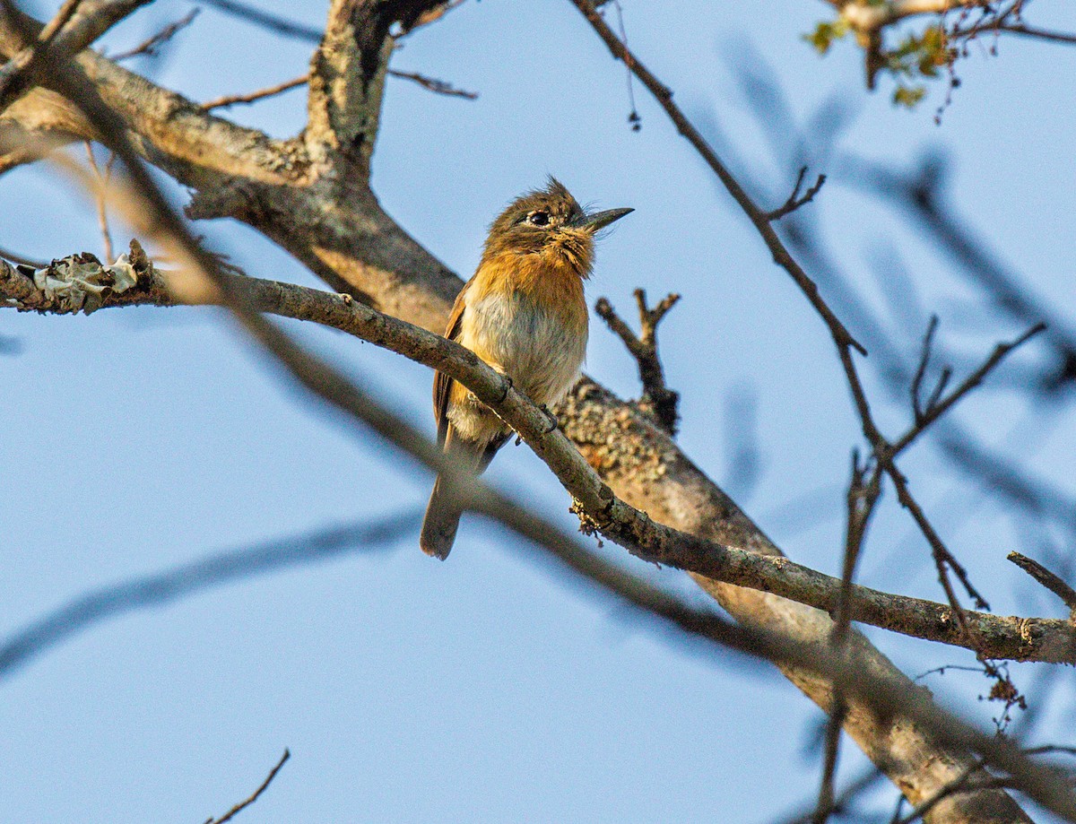 Rusty-breasted Nunlet - ML642999411