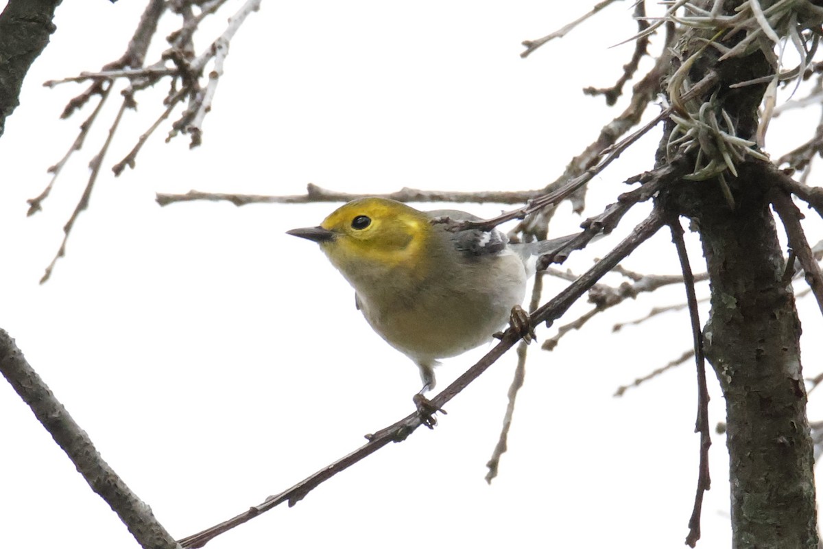 Hermit Warbler - ML642999414