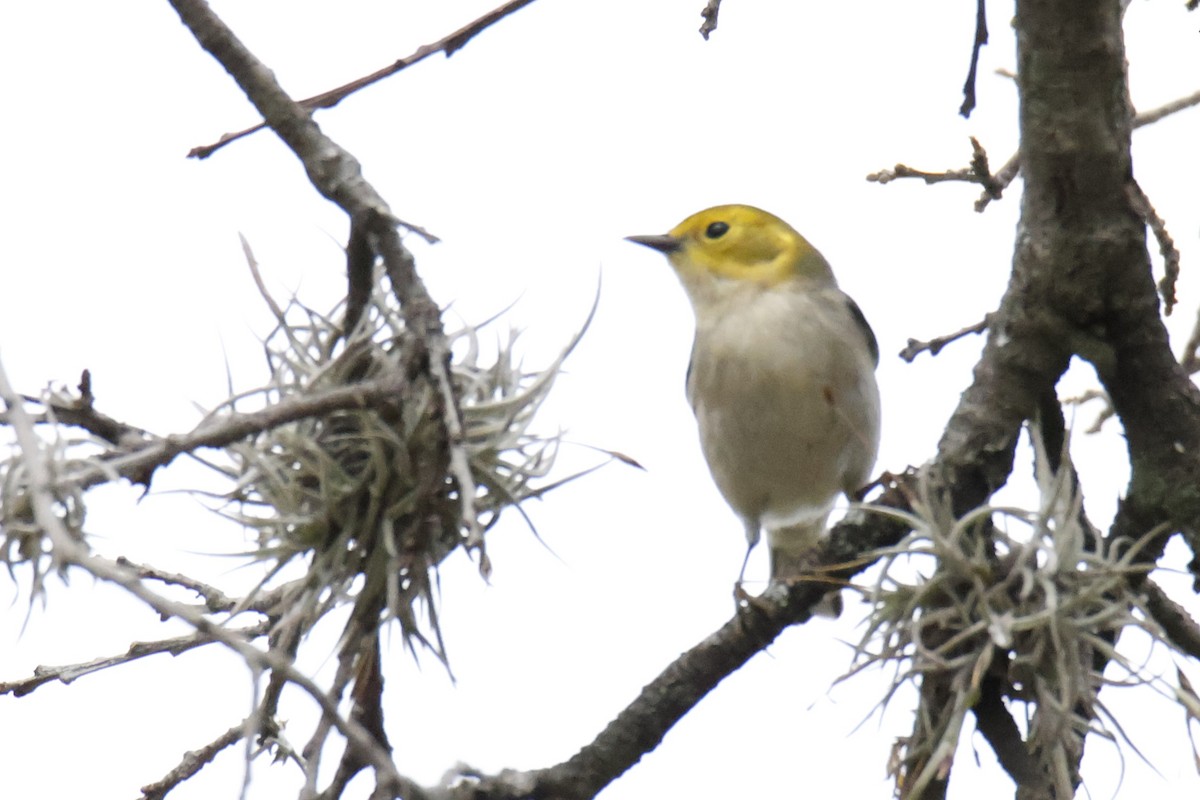 Hermit Warbler - ML642999419