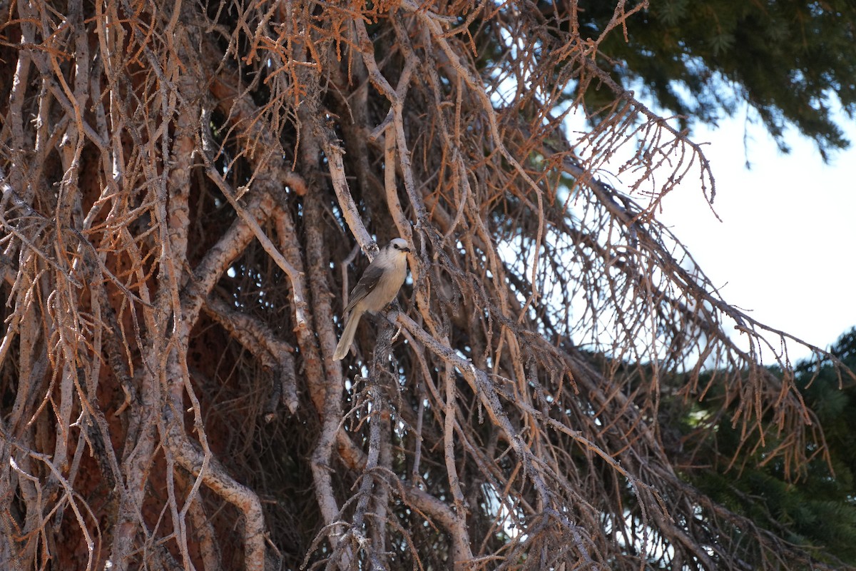 Canada Jay - ML642999426