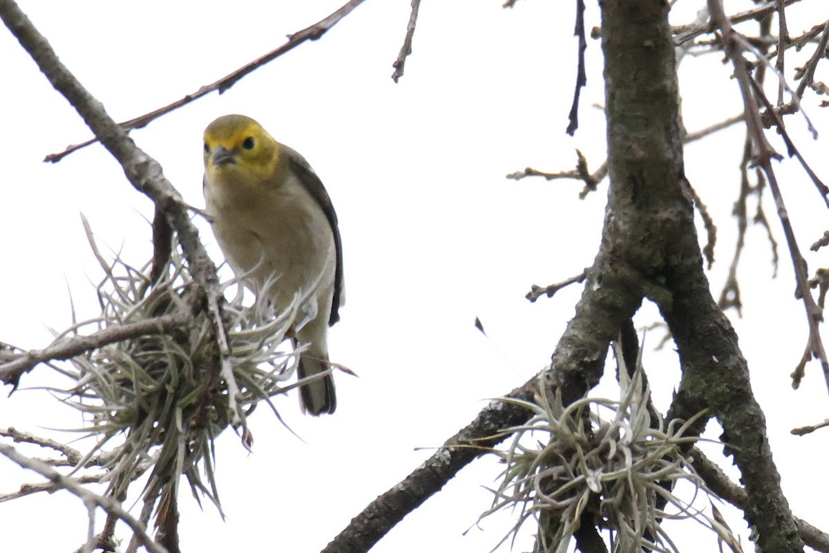 Hermit Warbler - ML642999428