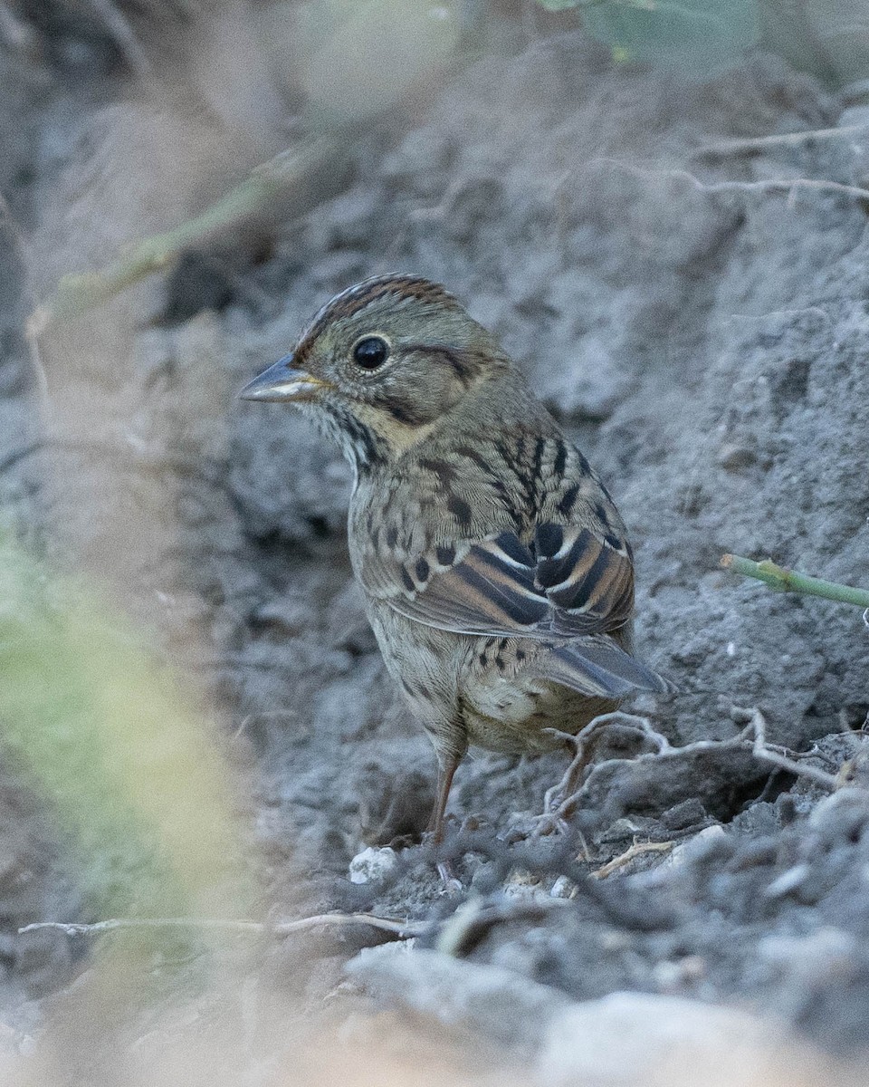 strnadec pruhohlavý - ML642999429