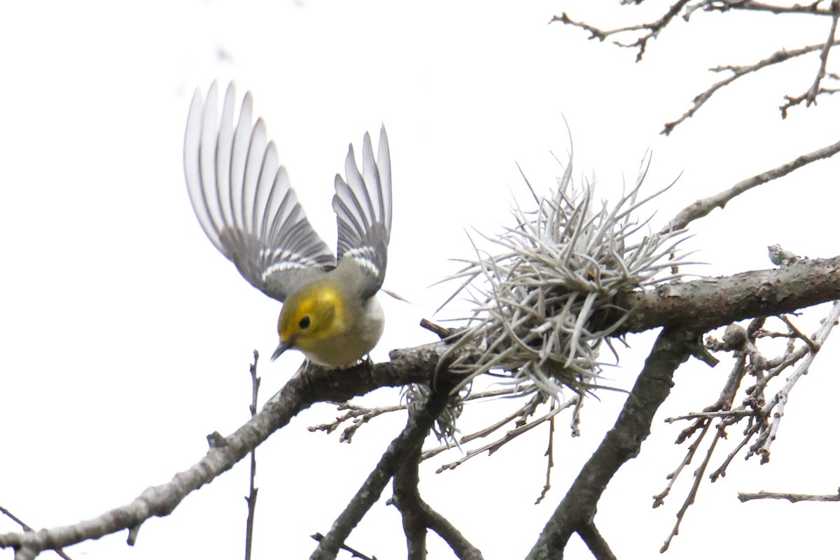 Hermit Warbler - ML642999435