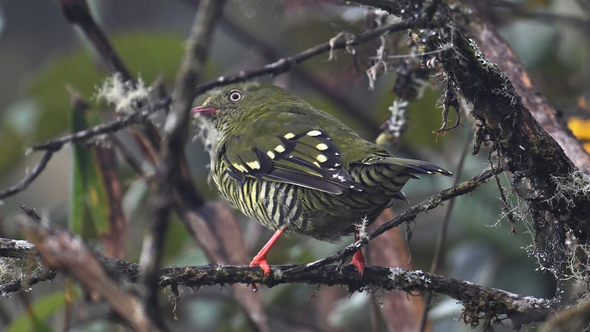 Barred Fruiteater - ML642999447