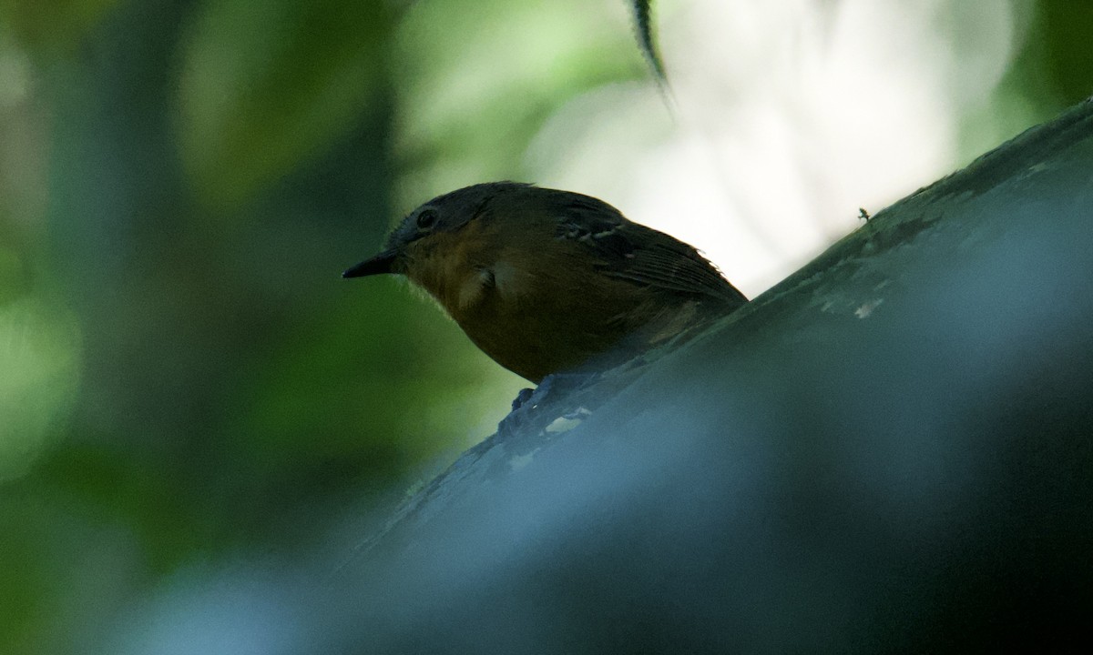 Parker's Antbird - ML642999449