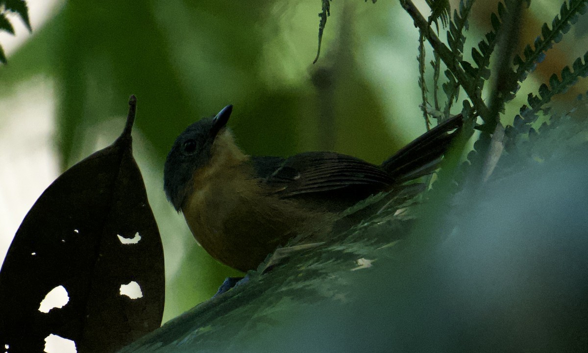 Parker's Antbird - ML642999452
