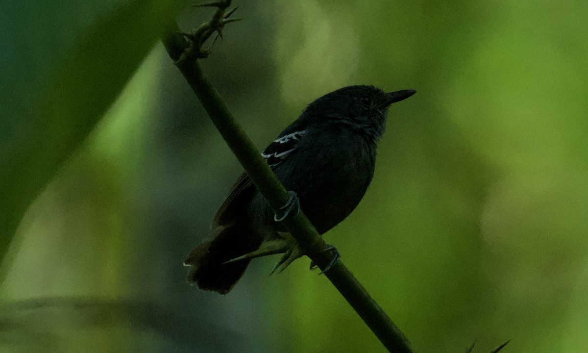 Parker's Antbird - ML642999456