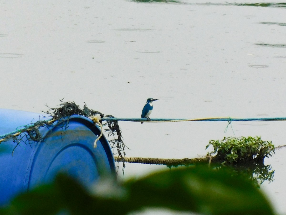 Small Blue Kingfisher - ML642999462