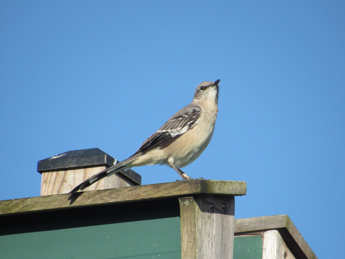 Northern Mockingbird - ML642999473