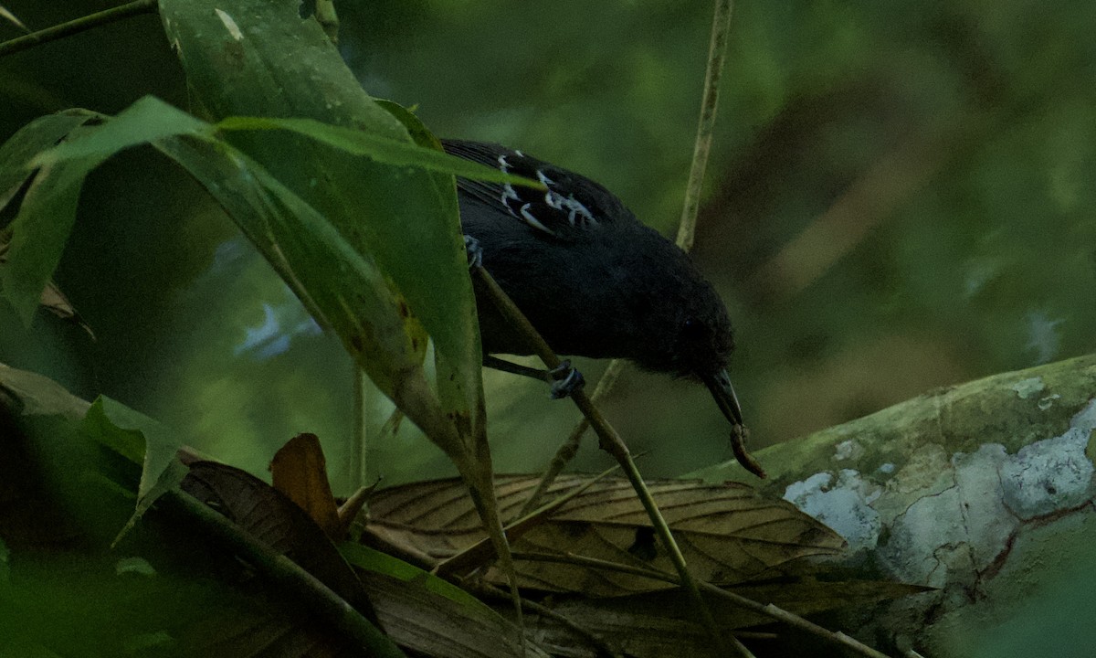 Parker's Antbird - ML642999477