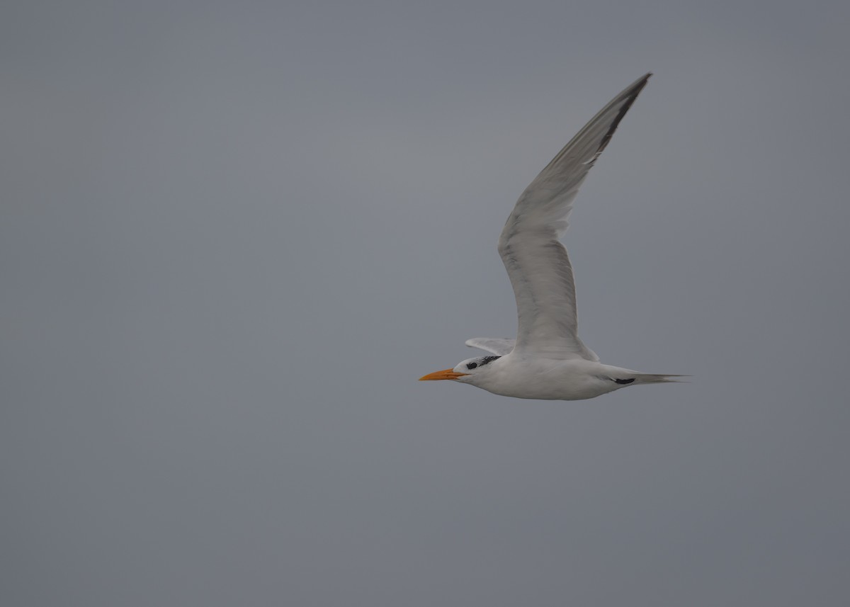 Royal Tern - ML642999483