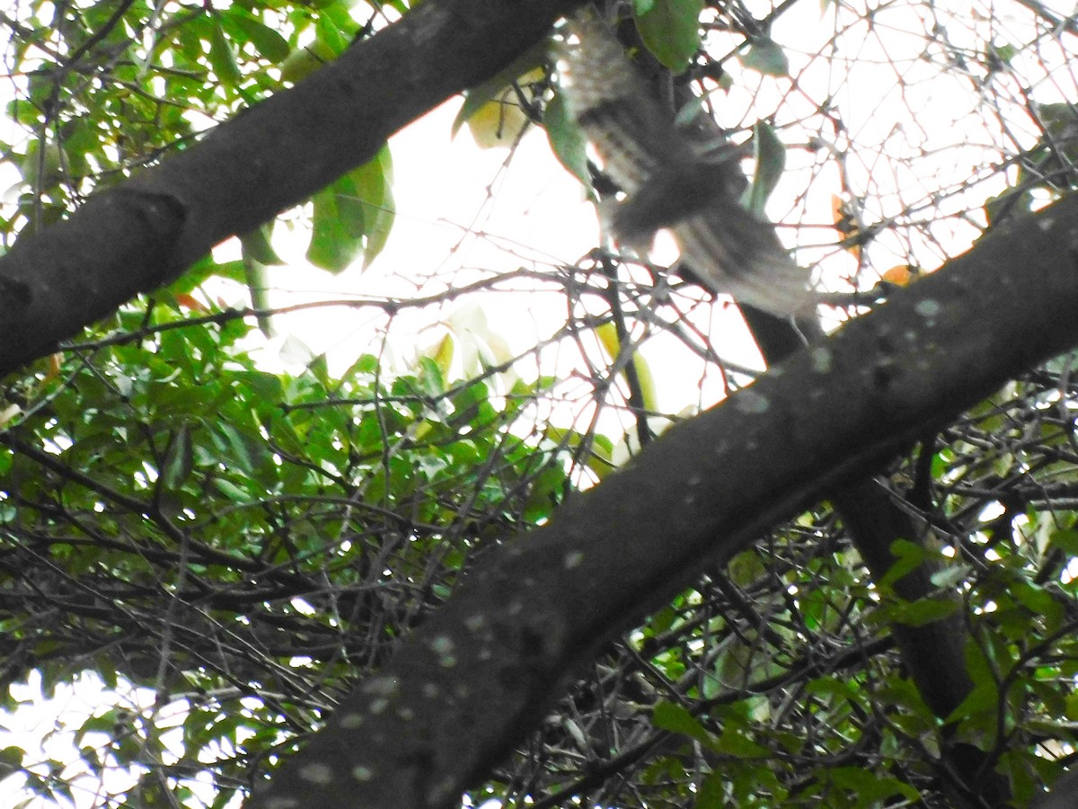Sunda Pygmy Woodpecker - ML642999487