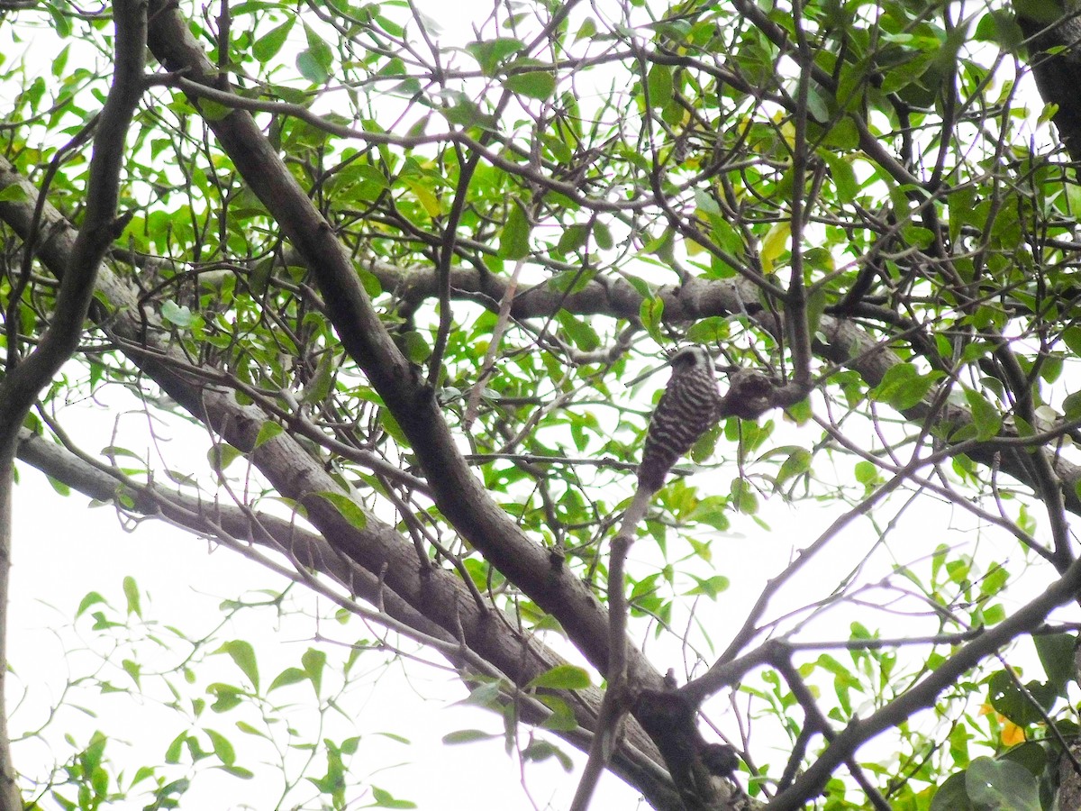 Sunda Pygmy Woodpecker - ML642999488
