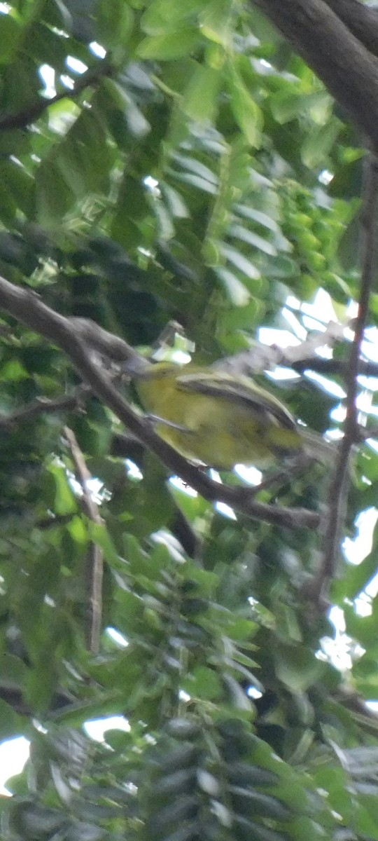Yellow-bellied Prinia - ML642999496