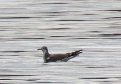 Sabine's Gull - ML642999506