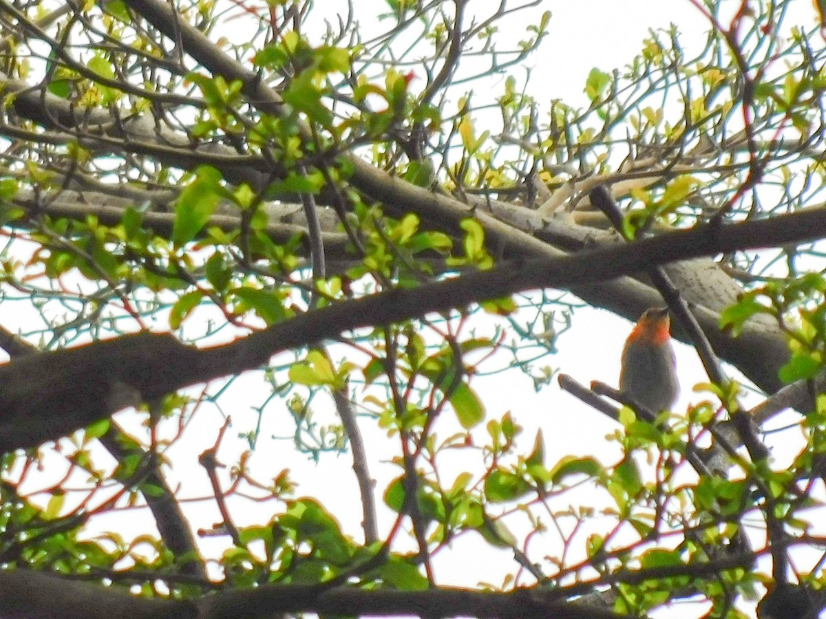 Scarlet-headed Flowerpecker - ML642999507