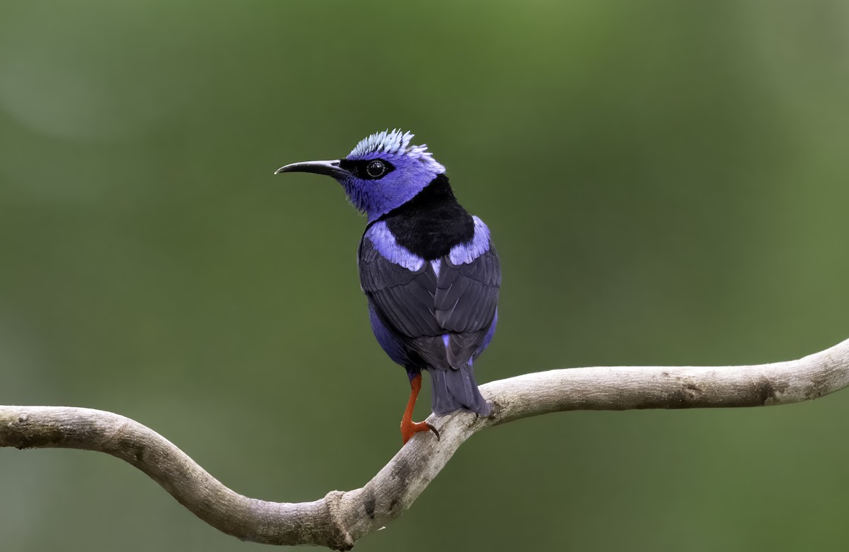Red-legged Honeycreeper - ML642999519