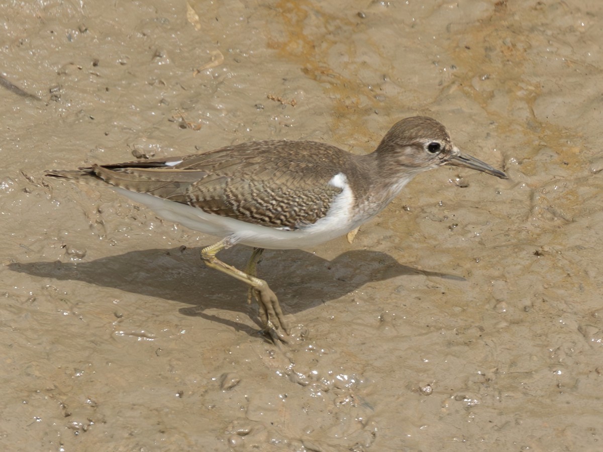 Common Sandpiper - ML642999530