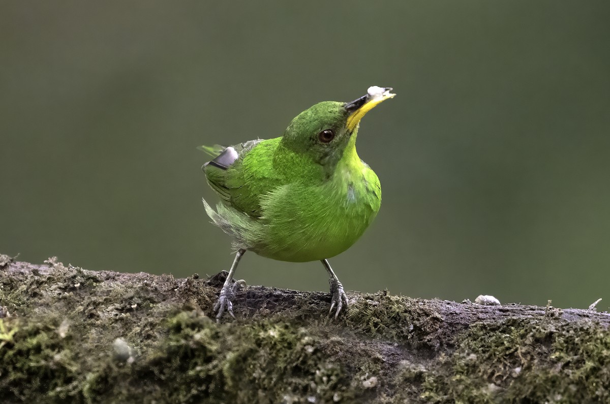 Green Honeycreeper - ML642999531