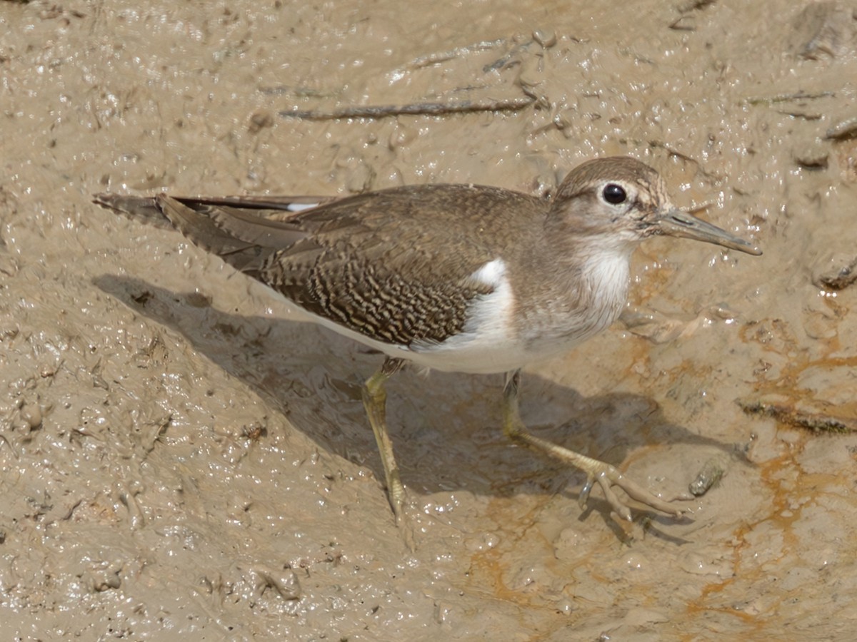 Common Sandpiper - ML642999532
