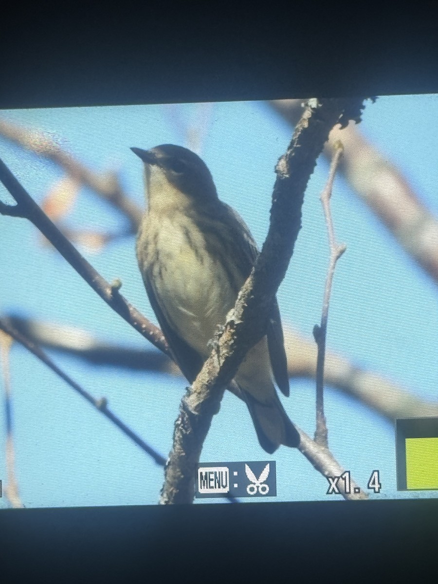 Yellow-rumped Warbler - ML642999533